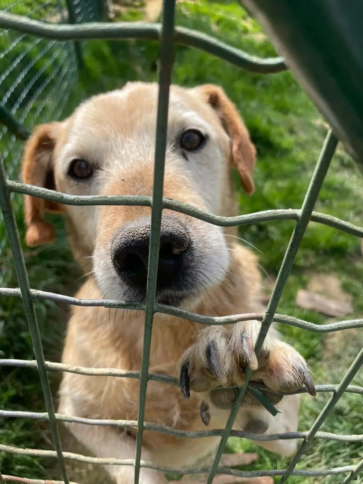 Kuža, male Mixed Breed for adoption at Društvo za dobrobit živali Anima, Miklavž na Dravskem polju