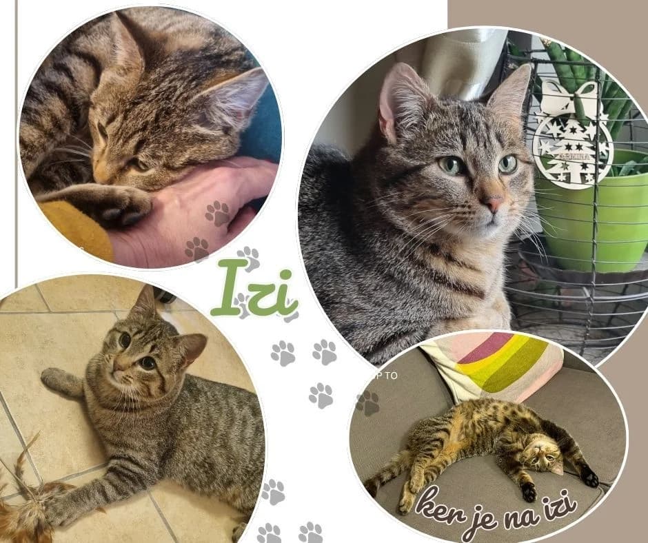 Mlad mačji fant Izi, Mixed Breed for adoption at Društvo za zaščito živali Kranj
