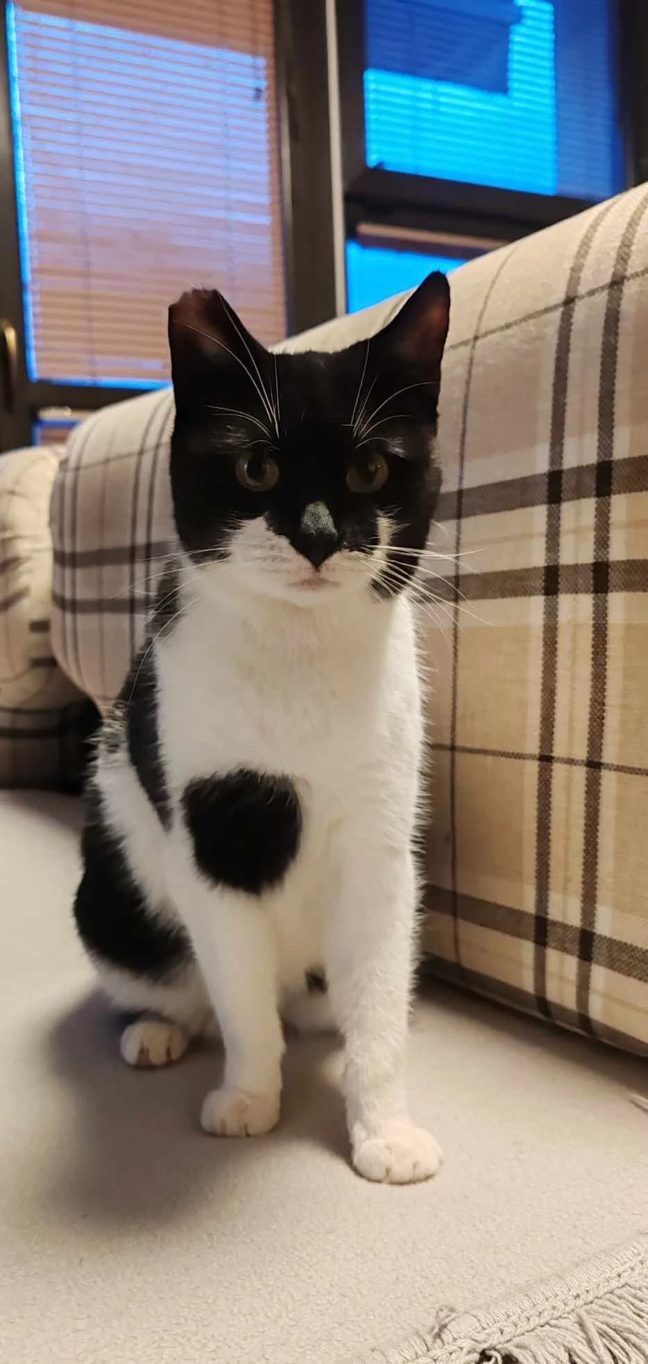 Pika, black and white female Mixed Breed for adoption at Društvo za zaščito živali Kočevje, Kočevje