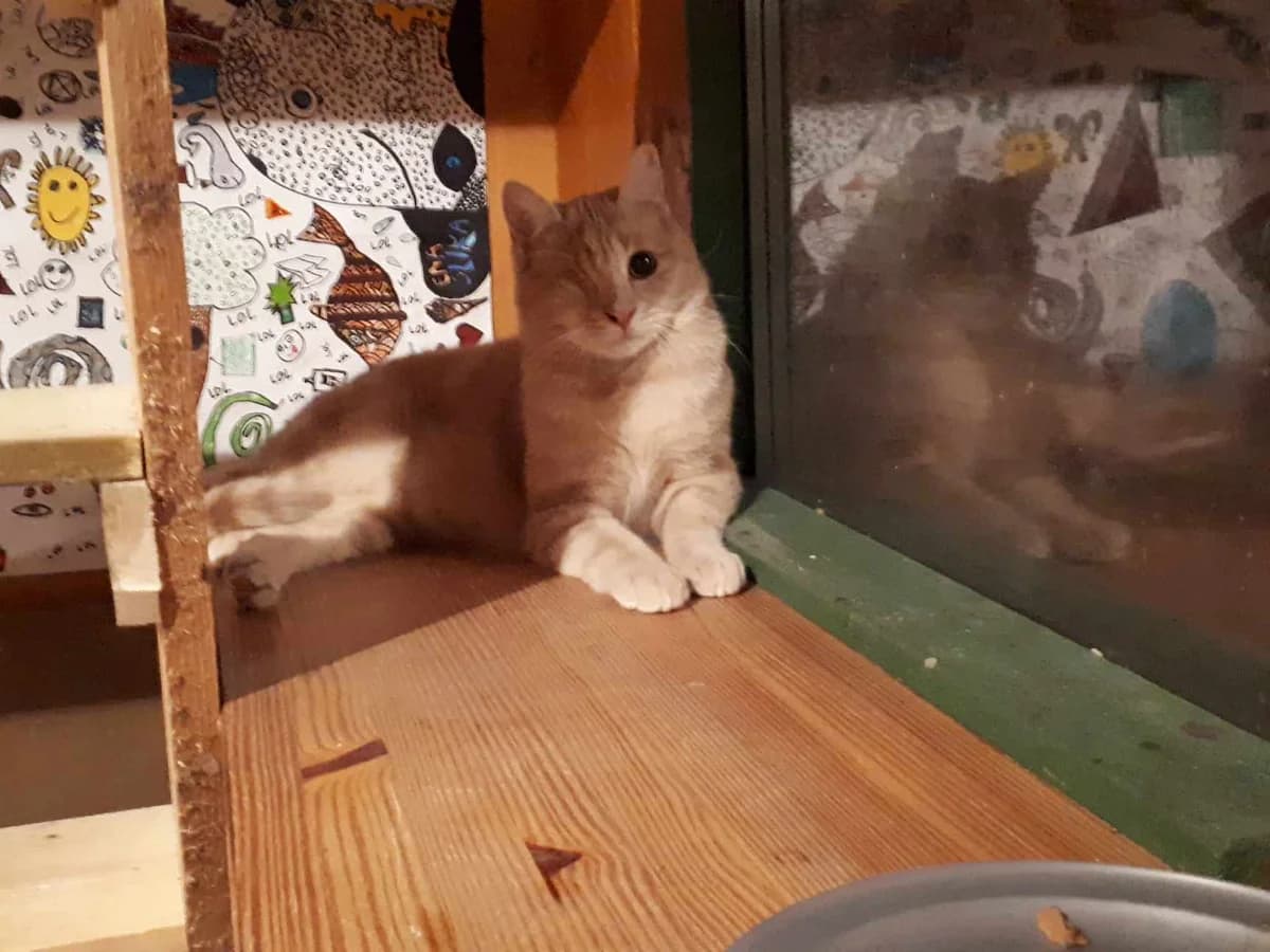 Tinček, orange male Mixed Breed for adoption at Društvo za zaščito živali Kočevje, Kočevje