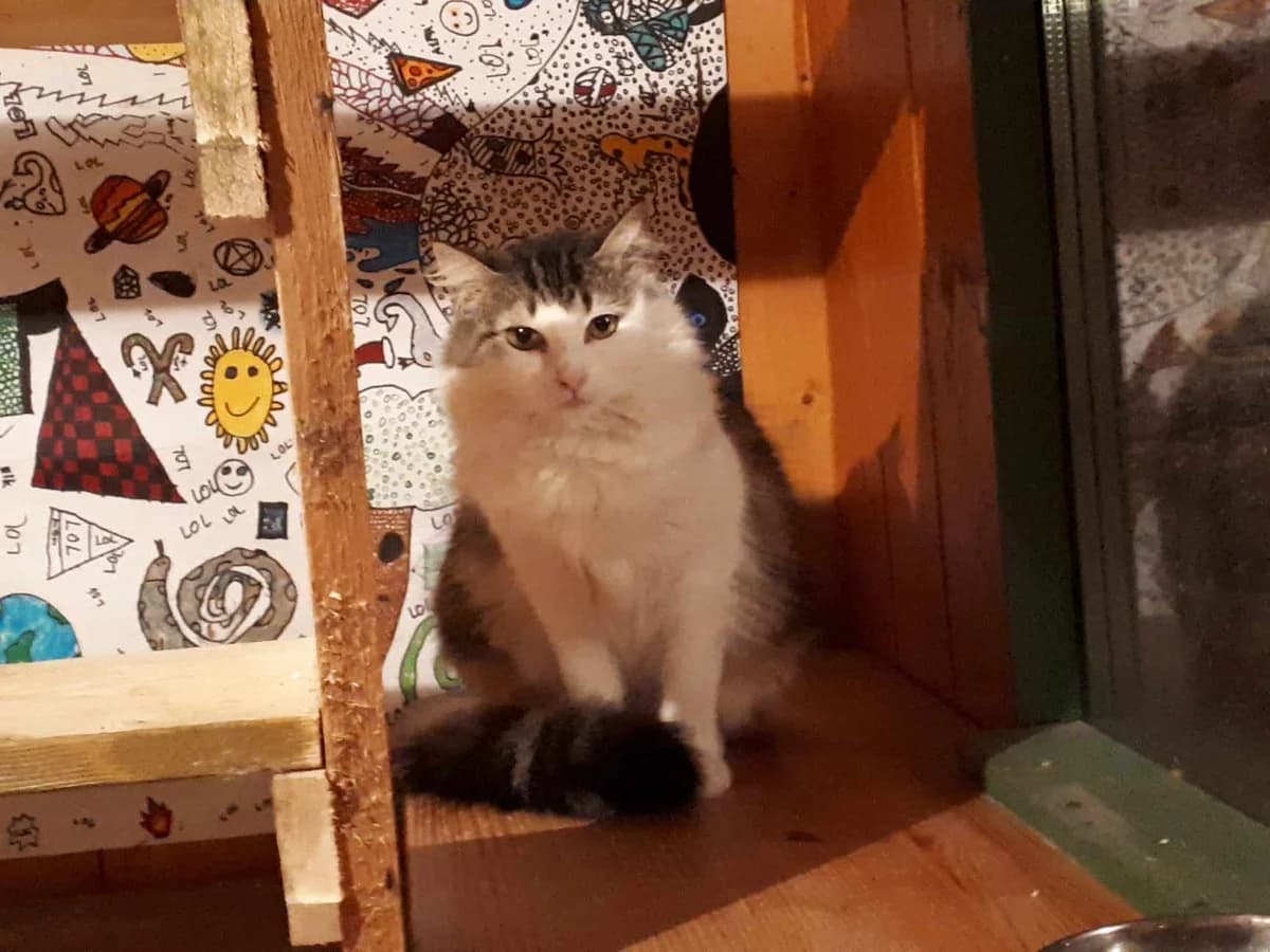 Mia, female Mixed Breed for adoption at Društvo za zaščito živali Kočevje, Kočevje