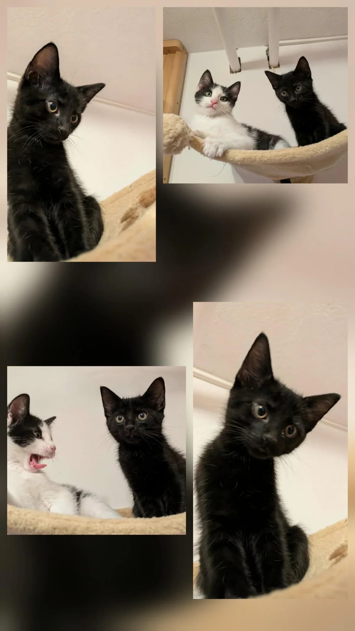 Odin, male Mixed Breed for adoption at Društvo za zaščito živali Kranj, Ljubljana
