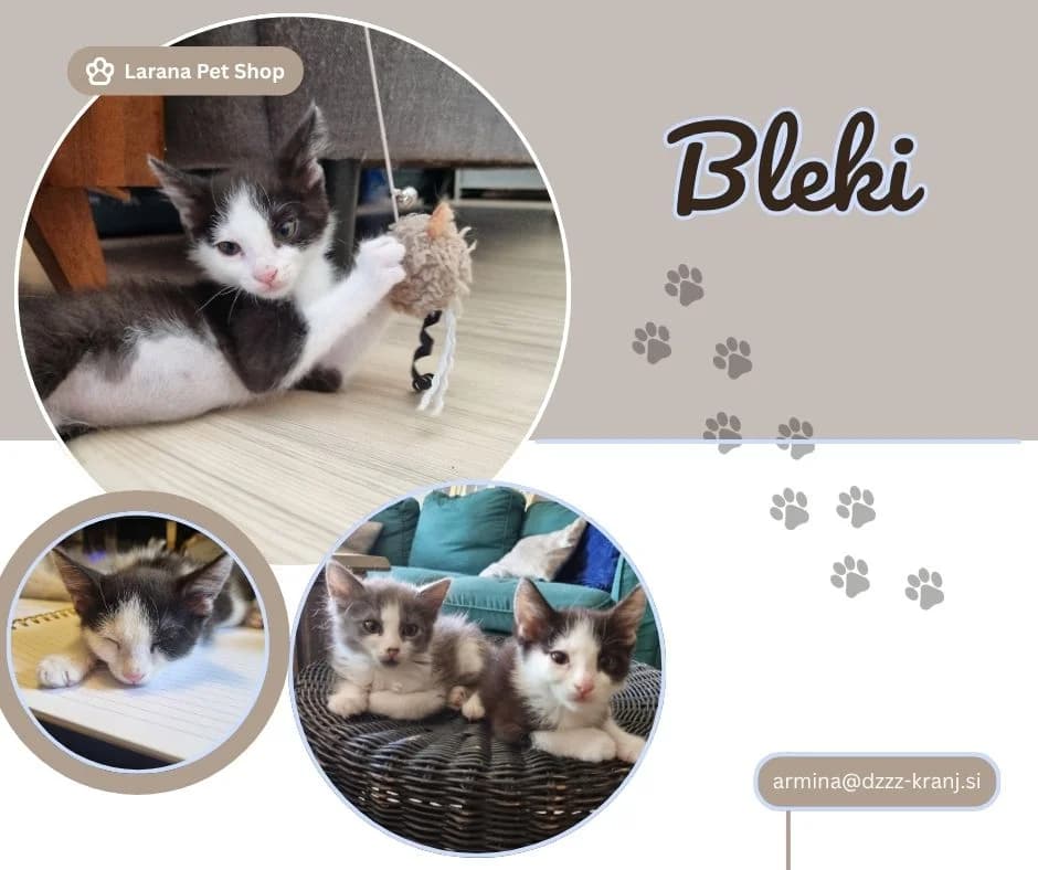 Bleki, black female Mixed Breed for adoption at Društvo za zaščito živali Kranj, Ljubljana