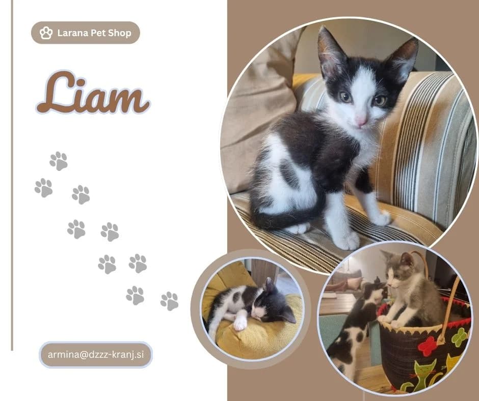 Liam, black male Mixed Breed for adoption at Društvo za zaščito živali Kranj, Ljubljana