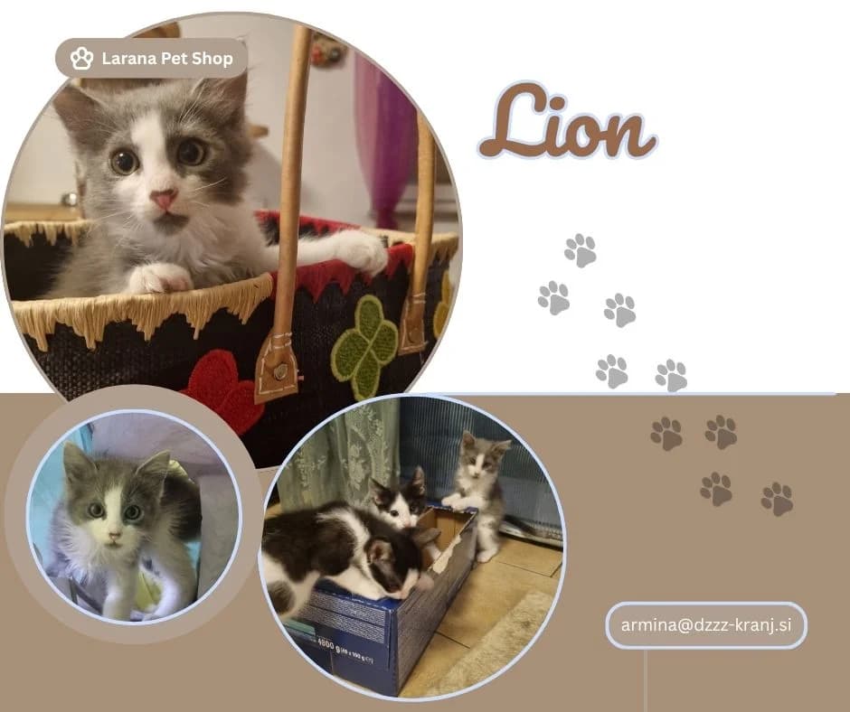 Lion, black male Mixed Breed for adoption at Društvo za zaščito živali Kranj, Ljubljana