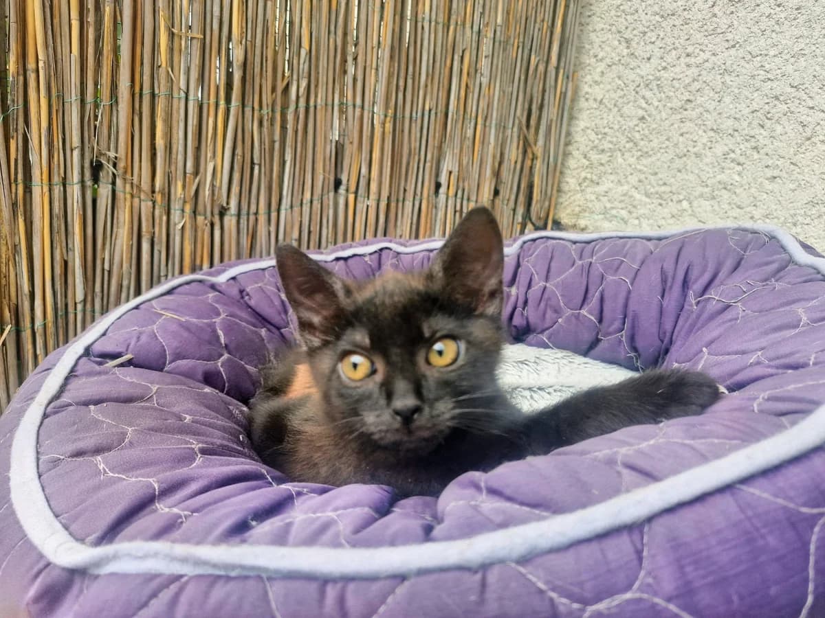 Tuk, black male Mixed Breed for adoption at Društvo za zaščito živali Kranj, Ljubljana