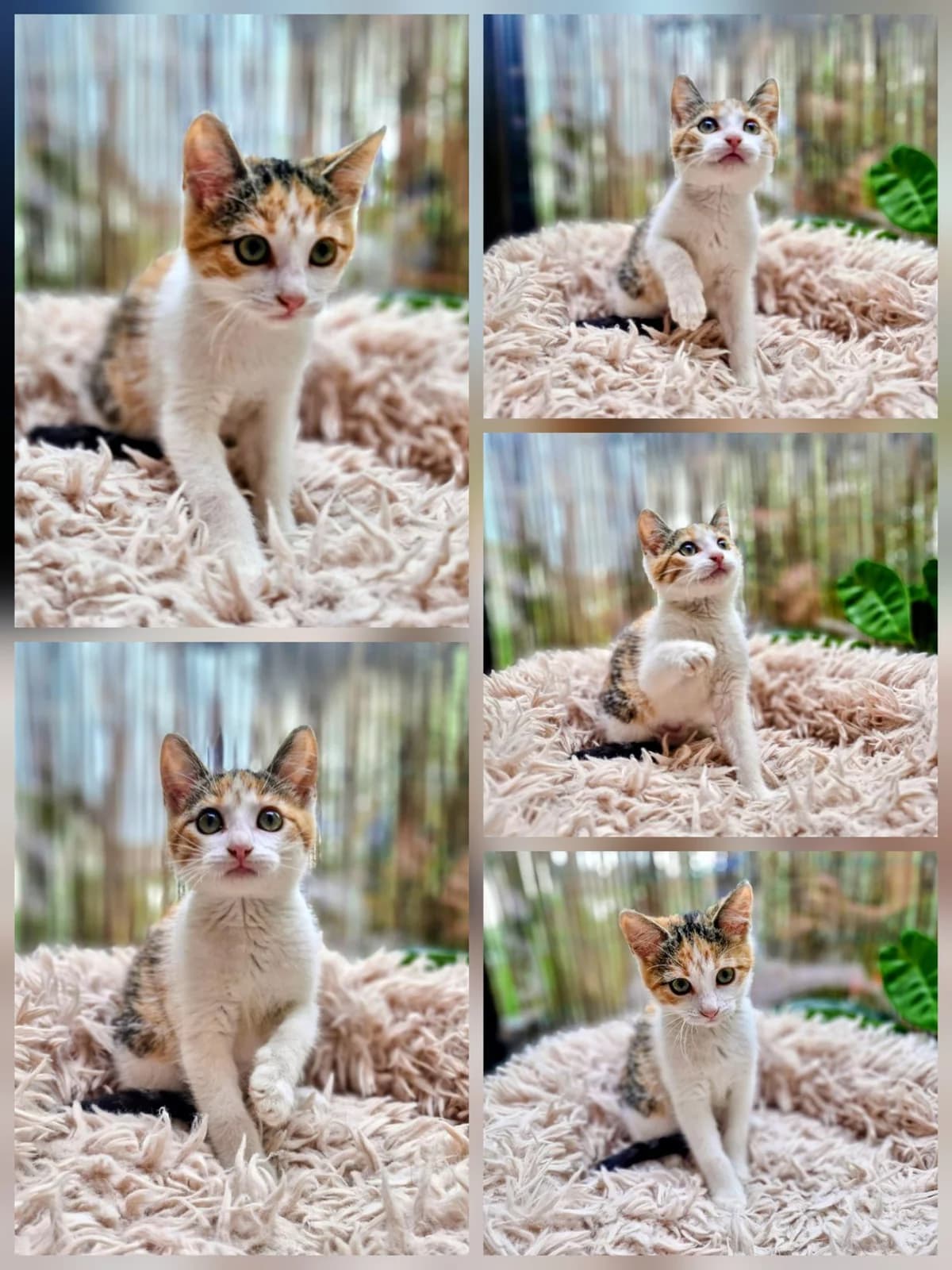 Brina, female Mixed Breed for adoption at Društvo za zaščito živali Kranj, Ljubljana