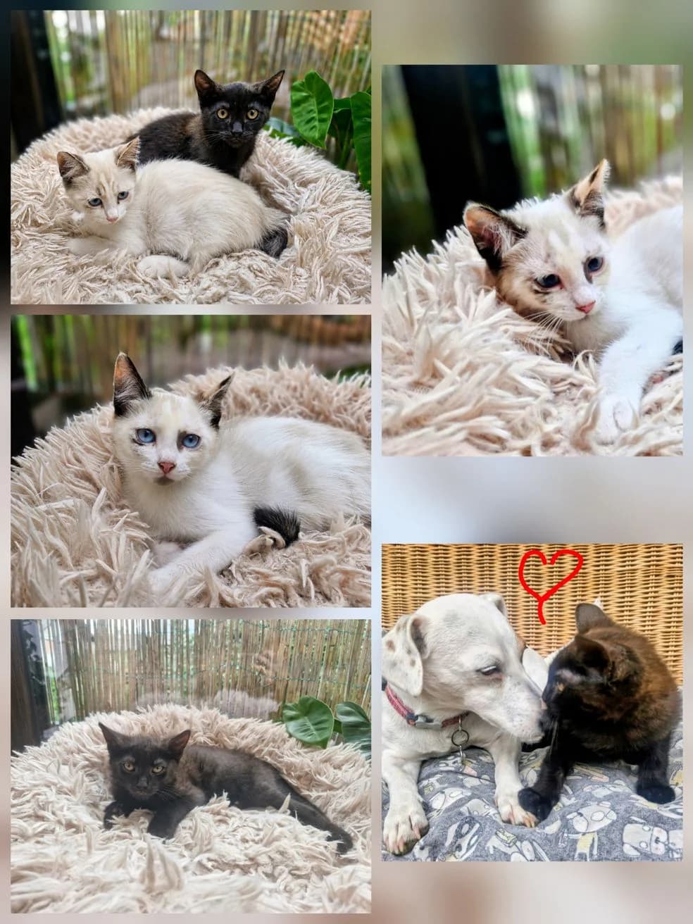 Tisa, female Mixed Breed for adoption at Društvo za zaščito živali Kranj, Ljubljana