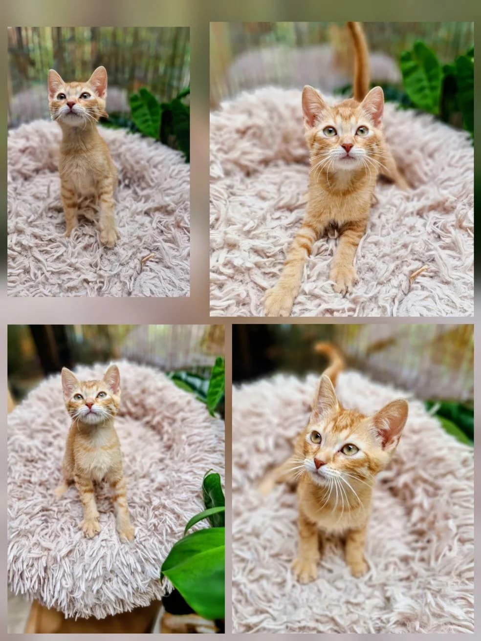 Bor, male Mixed Breed for adoption at Društvo za zaščito živali Kranj, Ljubljana