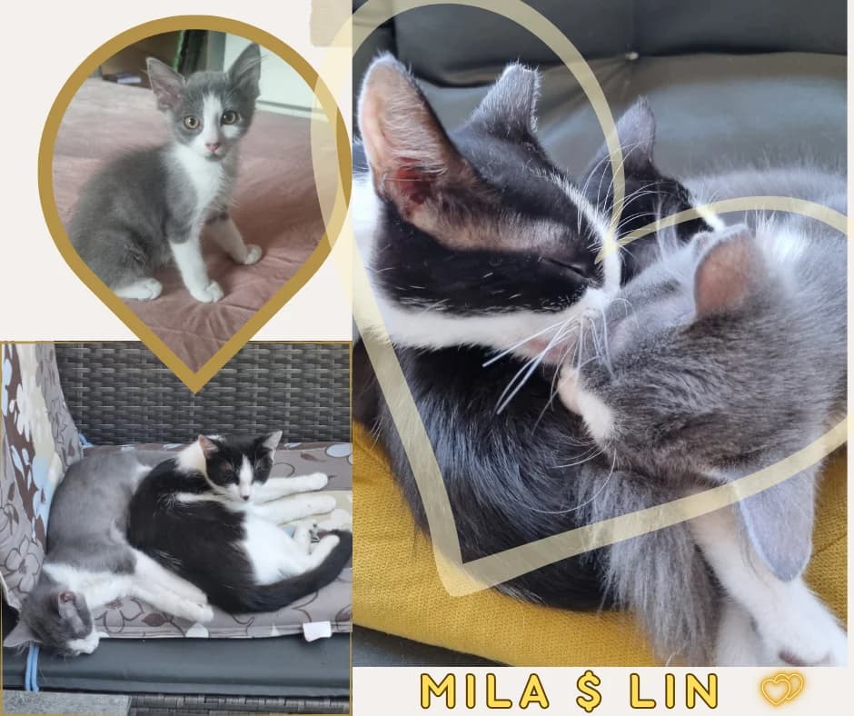 Lin, white female Mixed Breed for adoption at Društvo za zaščito živali Kranj, Ljubljana