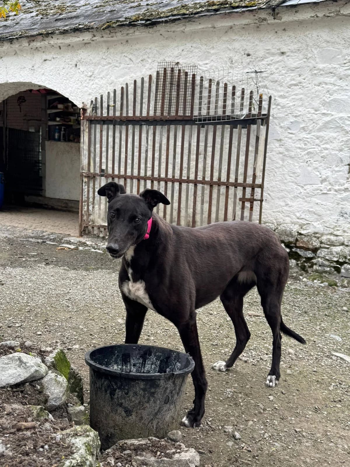 ANNIE, female 6yo Greyhound for adoption at Hrtji Svet, Ljubljana