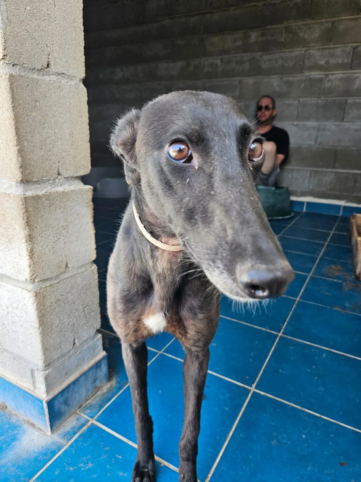 AURORA, female young Galgo Español for adoption at Hrtji Svet, Ljubljana