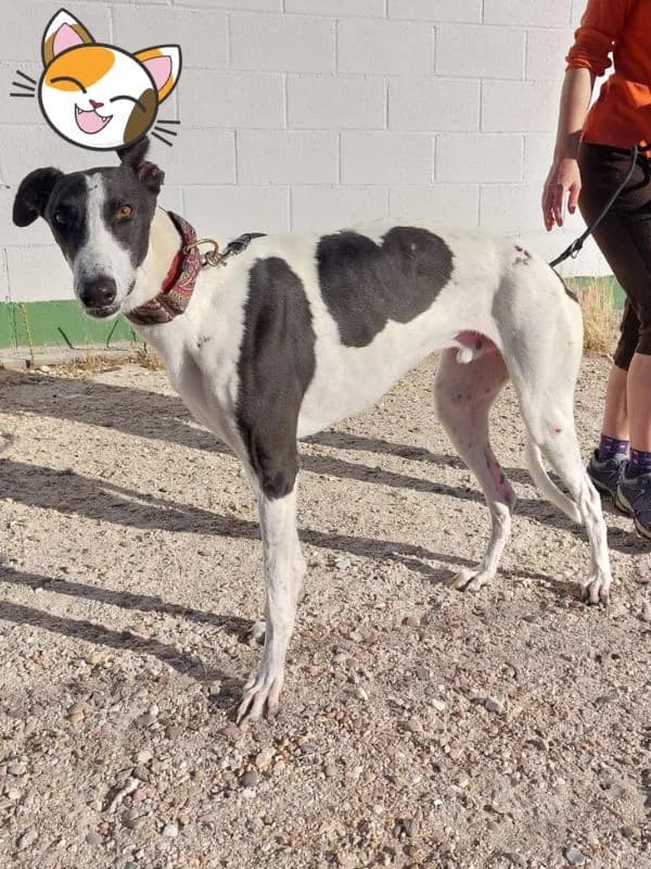 BELLO, male young Galgo Español for adoption at Hrtji Svet, Ljubljana