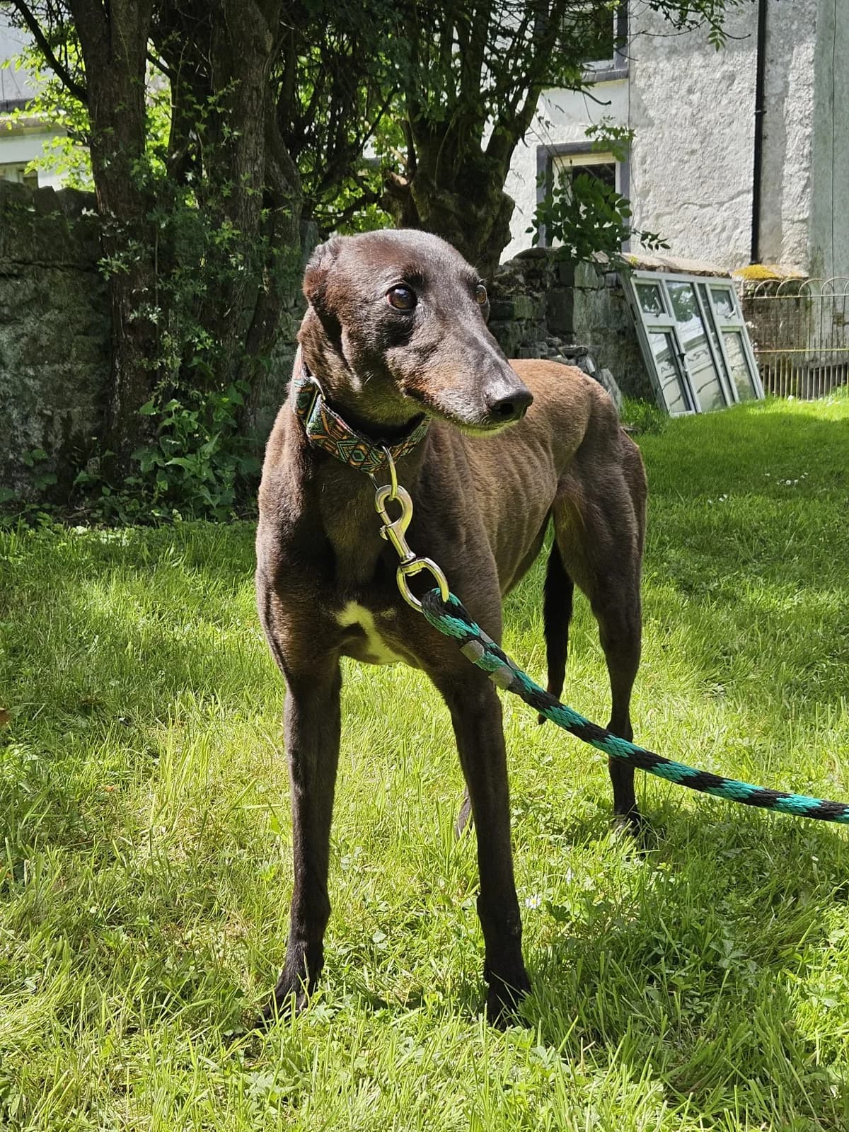 BESSY, female 5yo Greyhound for adoption at Hrtji Svet, Ljubljana