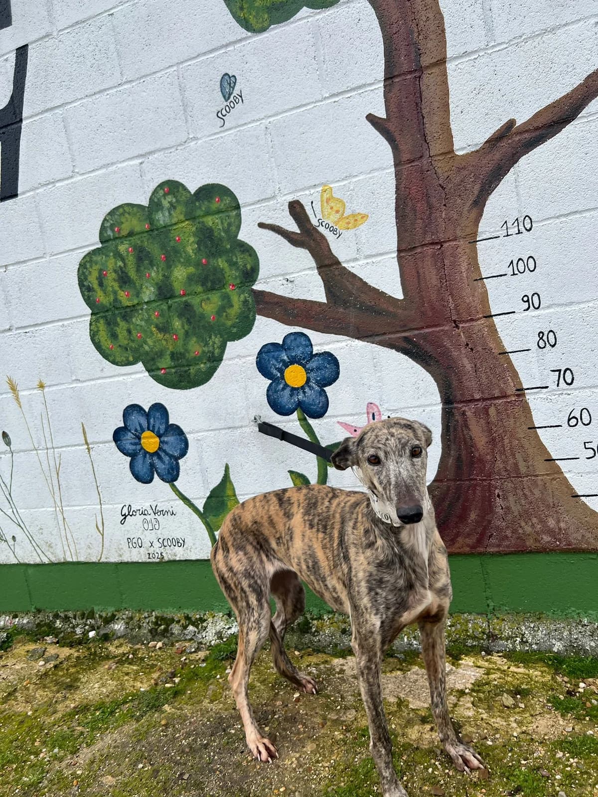 BRUSA, female 3yo Galgo Español for adoption at Hrtji Svet, Ljubljana