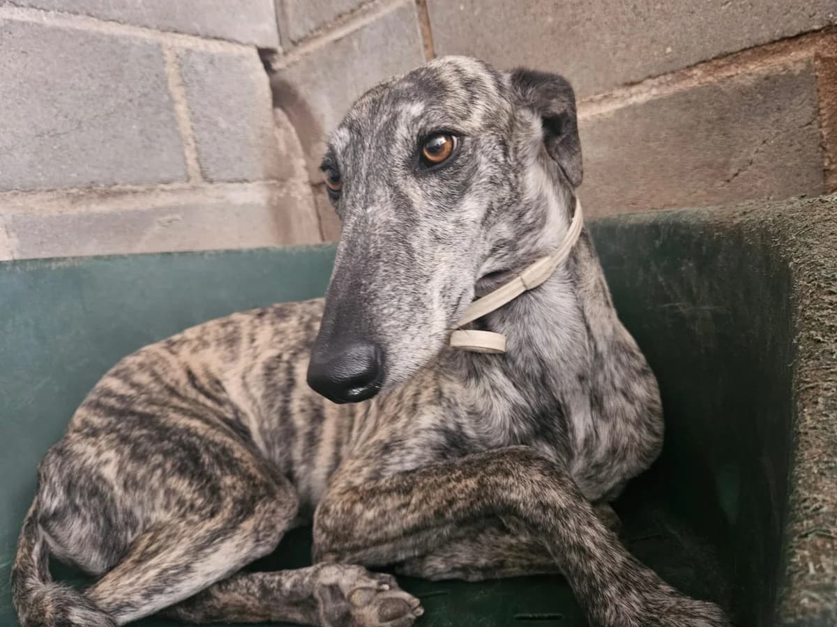 CANTORA, female 5yo Galgo Español for adoption at Hrtji Svet, Ljubljana