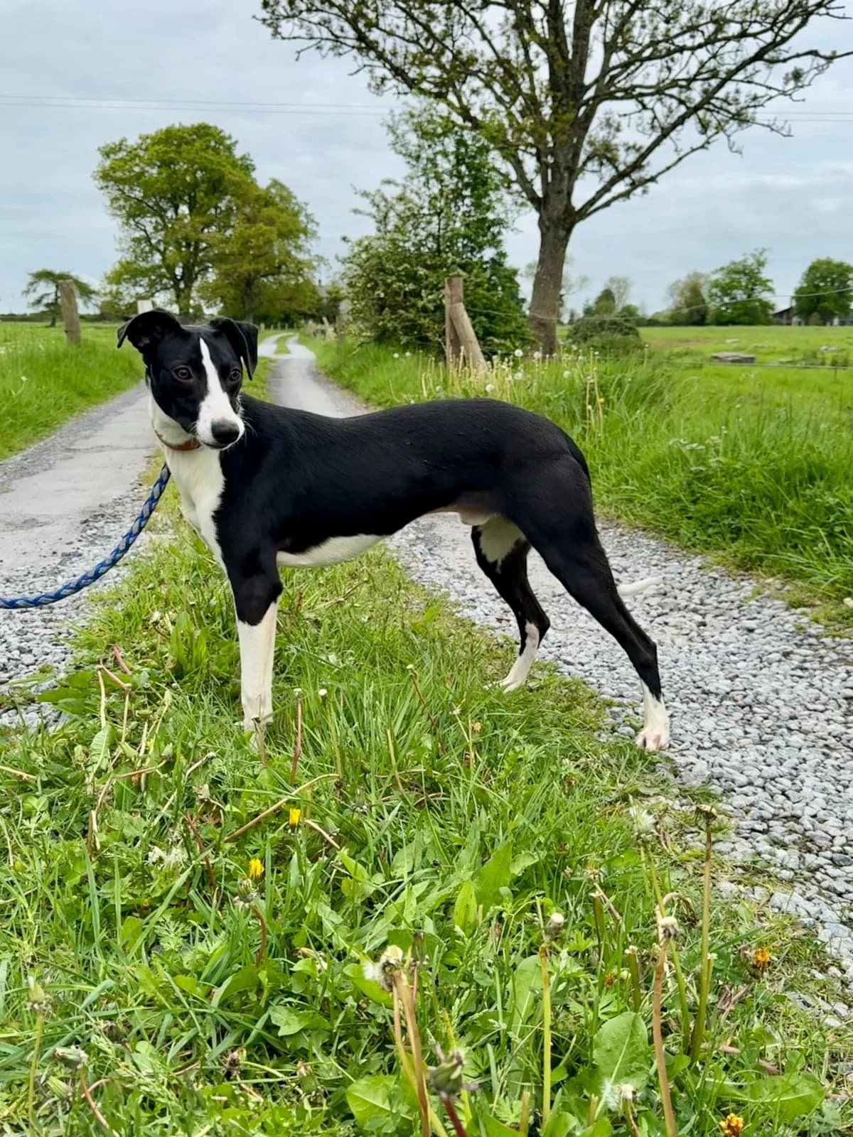 CAOIMHIN, male young Lurcher for adoption at Hrtji Svet, Ljubljana