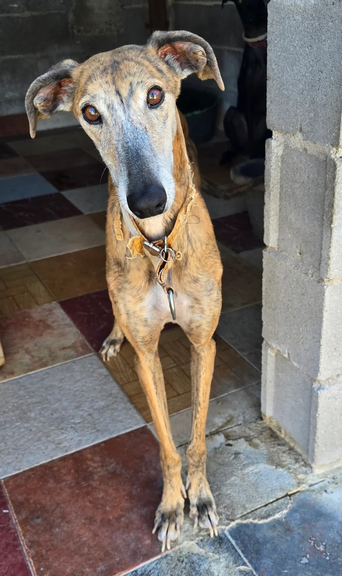 CHULITA, female 6yo Galgo Español for adoption at Hrtji Svet, Ljubljana