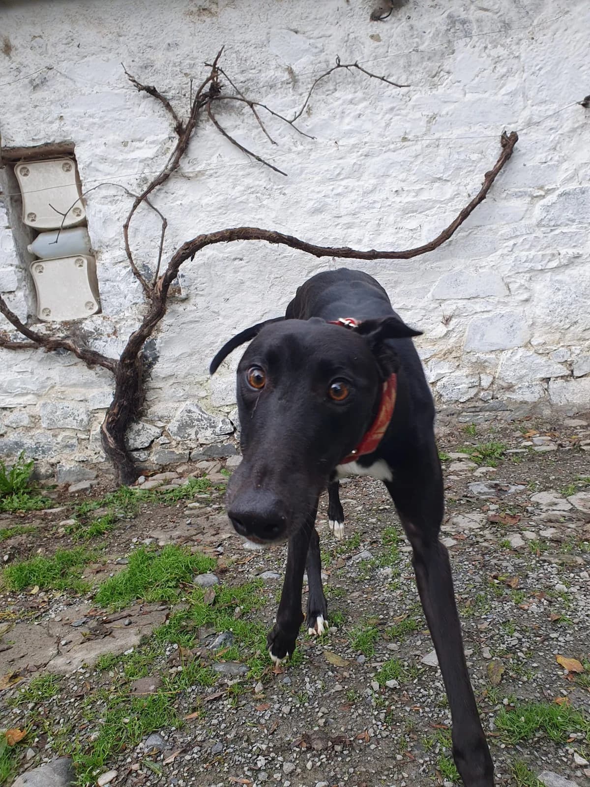 CRUMBLE, male young Greyhound for adoption at Hrtji Svet, Ljubljana