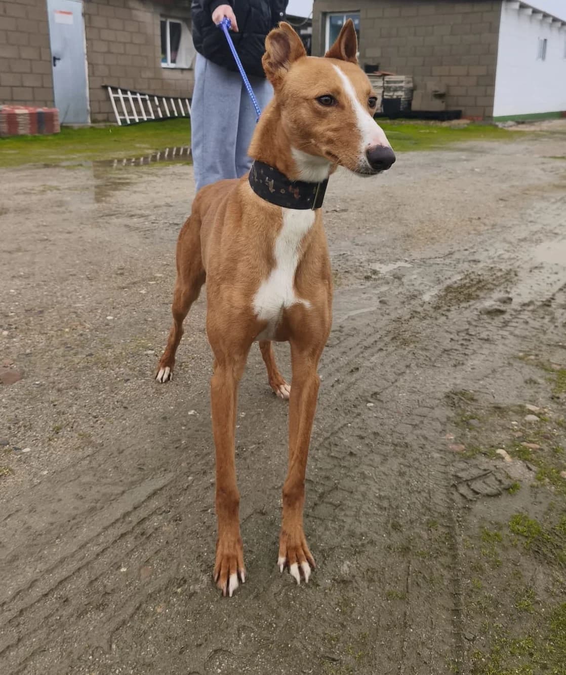 GANIMEDES, male 3yo Galgo Español for adoption at Hrtji Svet, Ljubljana