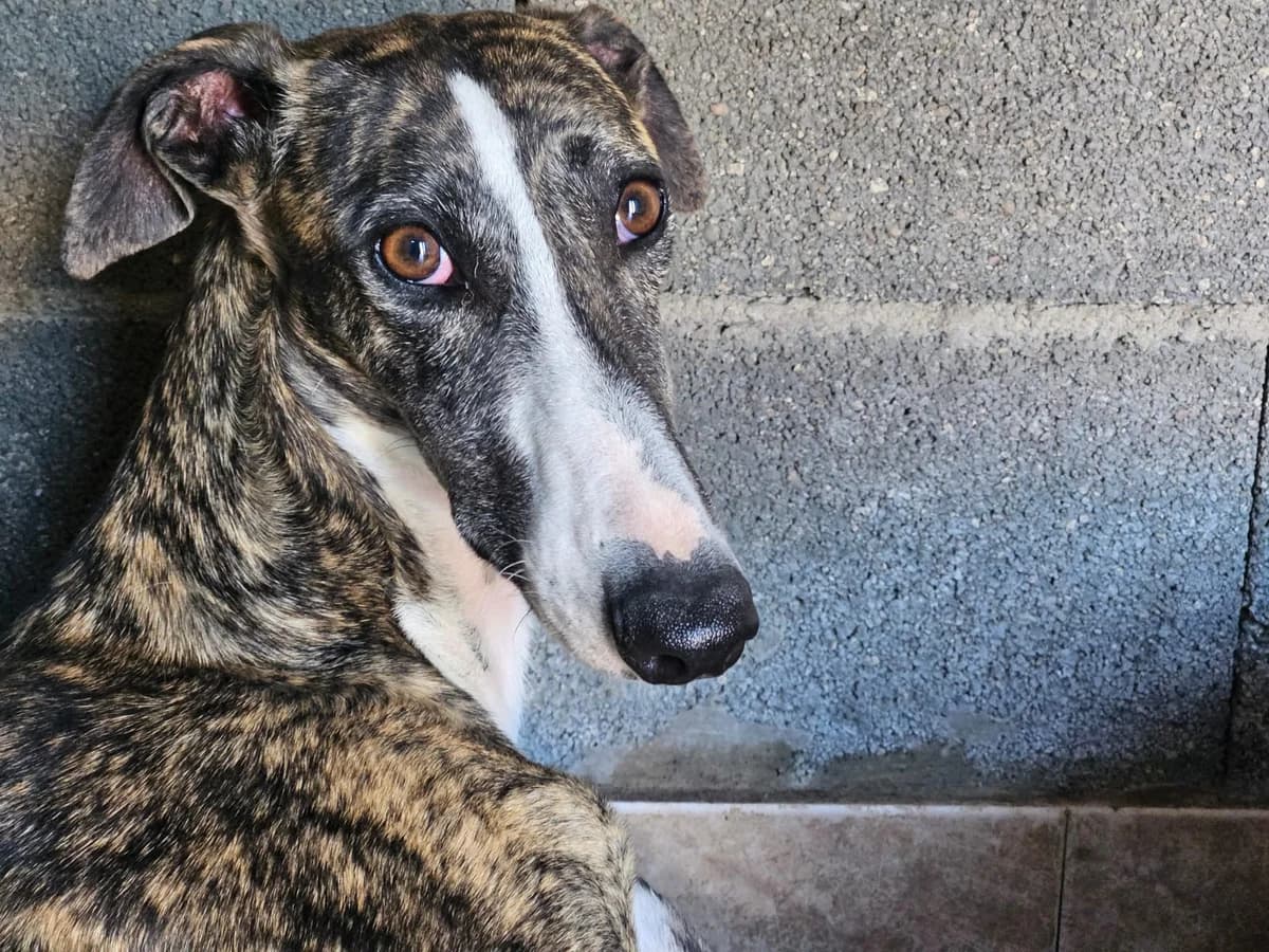 HADA, female 3yo Galgo Español for adoption at Hrtji Svet, Ljubljana