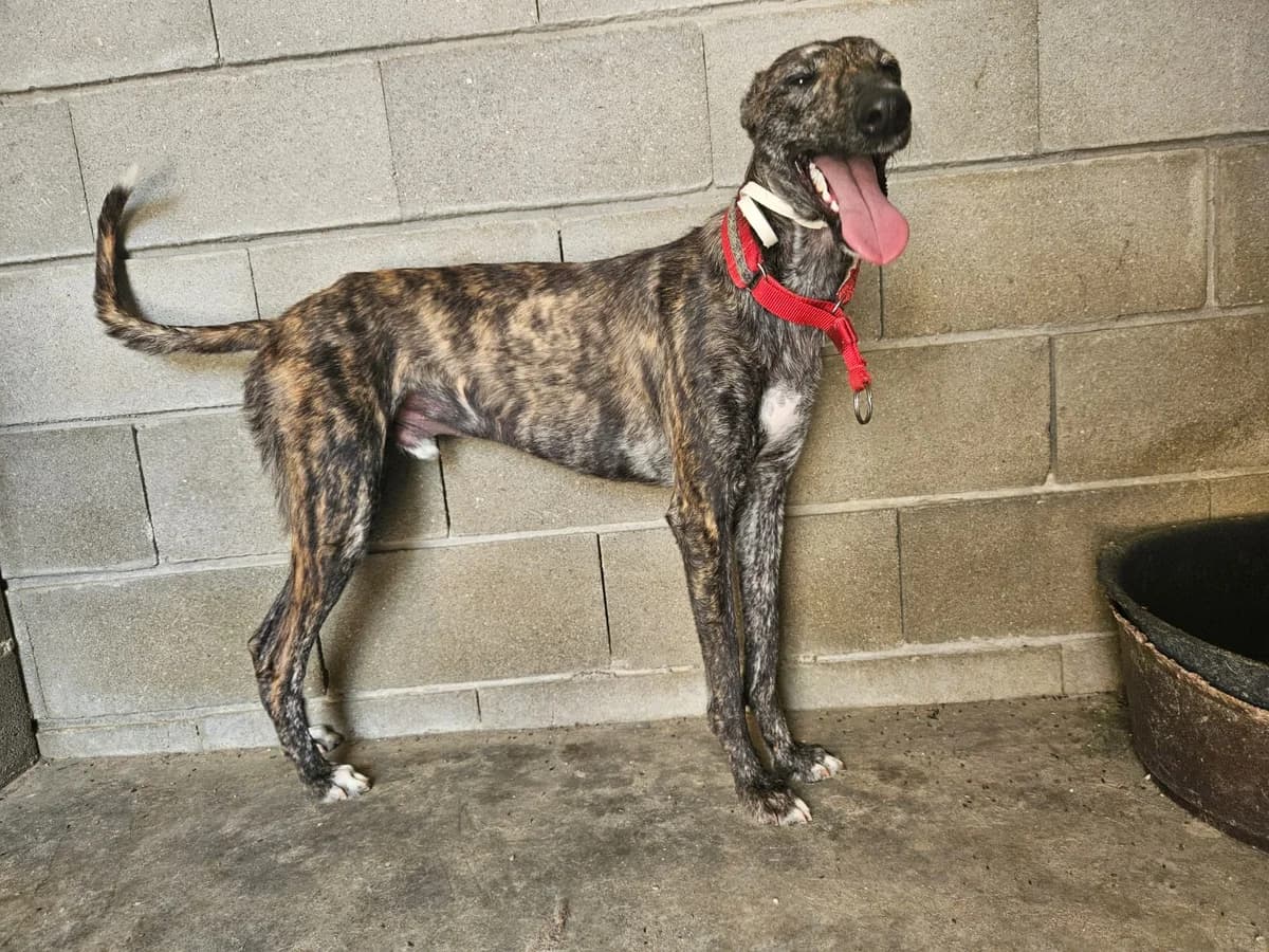 JAVIER, male Galgo Español for adoption at Hrtji Svet, Ljubljana