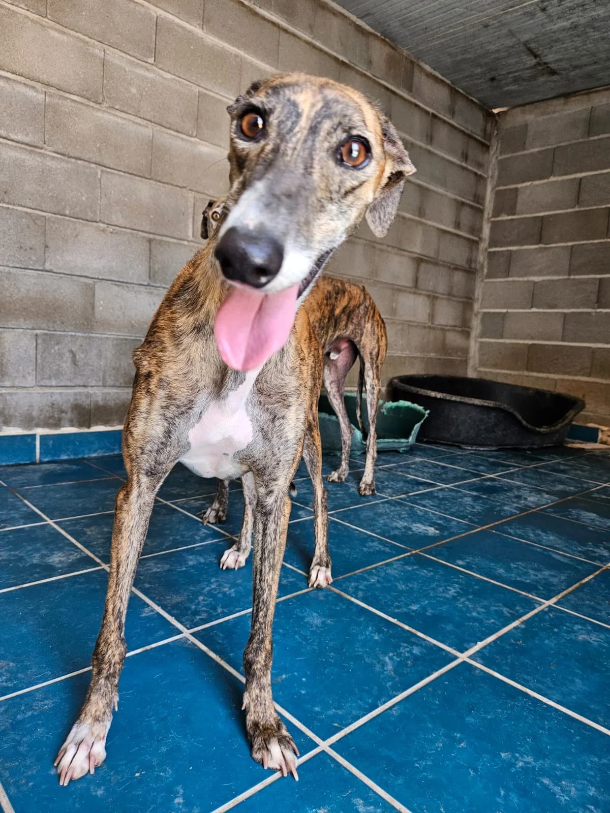 LADY, female young Galgo Español for adoption at Hrtji Svet, Ljubljana