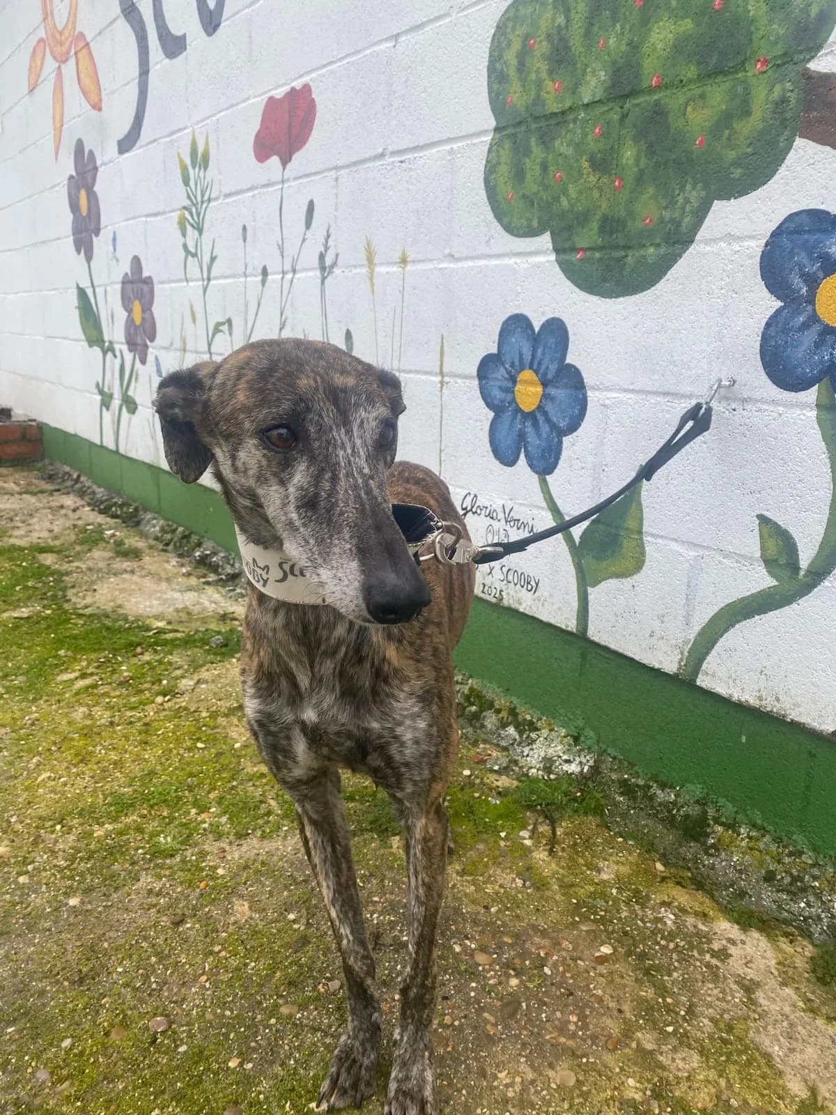 LAVANDA, female 7yo Galgo Español for adoption at Hrtji Svet, Ljubljana
