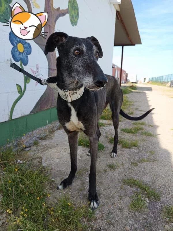 LUPEÑA, female 6yo Galgo Español for adoption at Hrtji Svet, Ljubljana