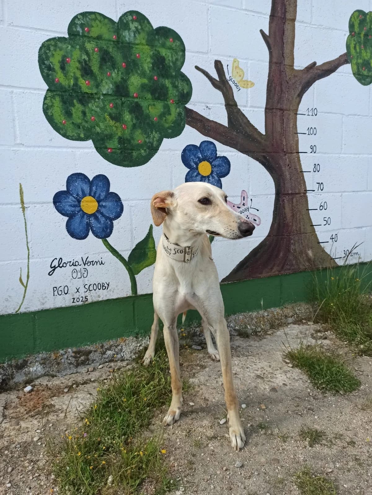 MARFIL, female young Galgo Español for adoption at Hrtji Svet, Ljubljana
