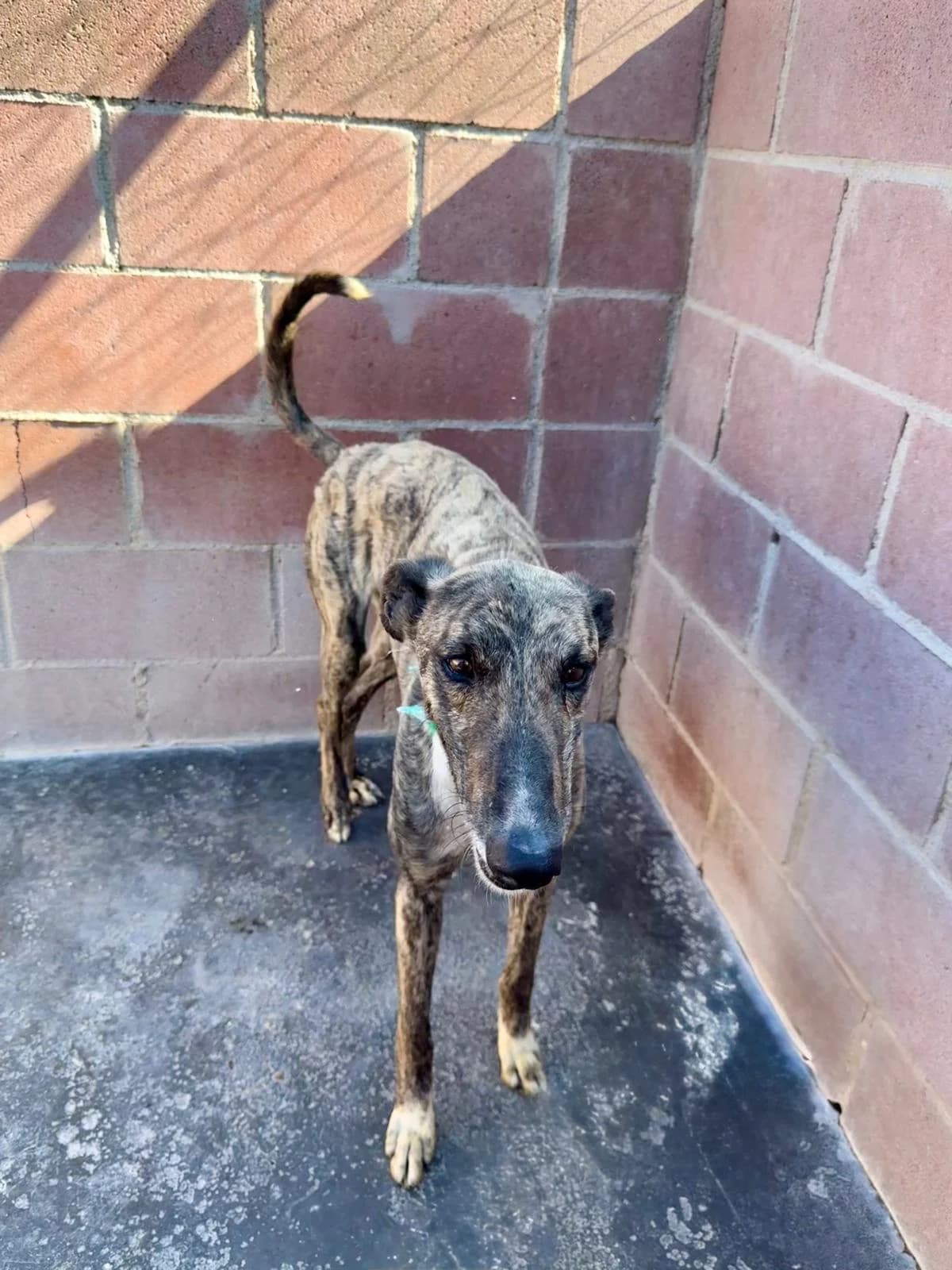 PAX, male 5yo Galgo Español for adoption at Hrtji Svet, Ljubljana