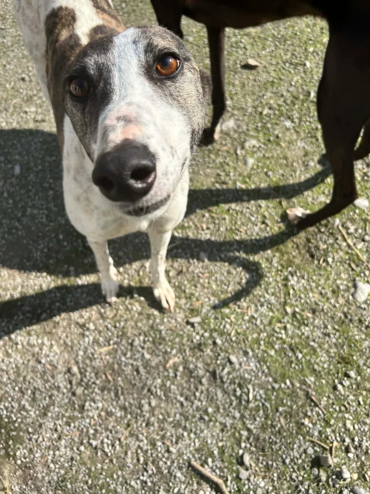 PEBBLES, female 7yo Greyhound for adoption at Hrtji Svet, Ljubljana