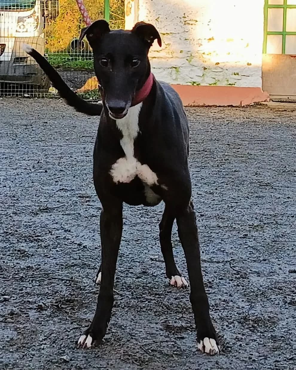 SÍLE, female 6yo Greyhound for adoption at Hrtji Svet, Ljubljana