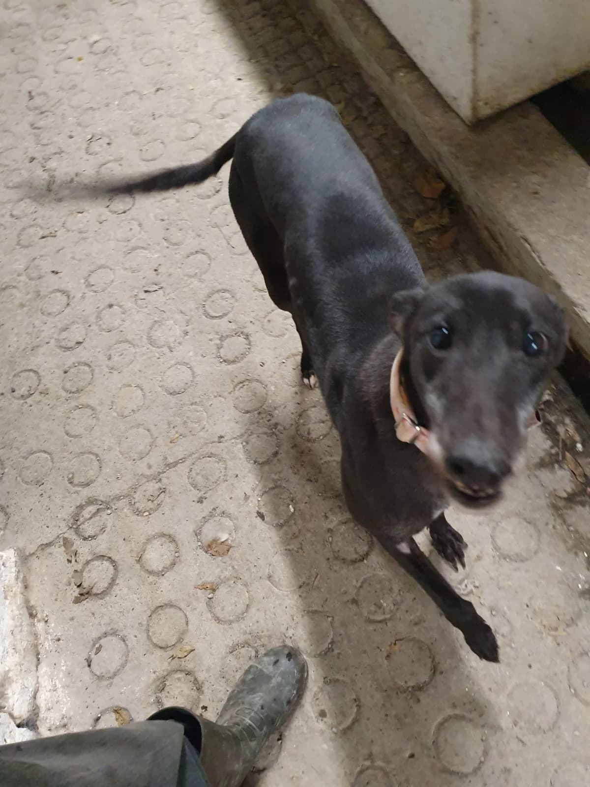 SOFIA, female 5yo Greyhound for adoption at Hrtji Svet, Ljubljana