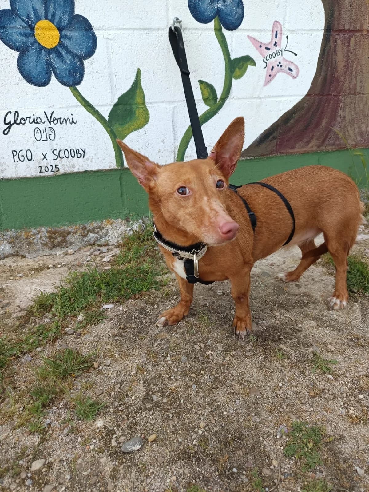 SOMBRA, female 6yo Podenco for adoption at Hrtji Svet, Ljubljana