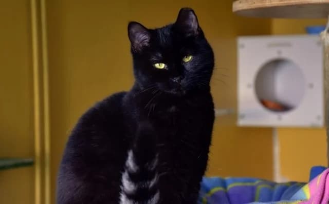 Lea, female 6yo Mixed Breed for adoption at Mačja hiša, Celje