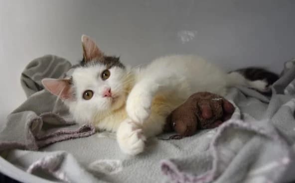 tritaček Dumbo, male young Mixed Breed for adoption at Mačja hiša, Celje