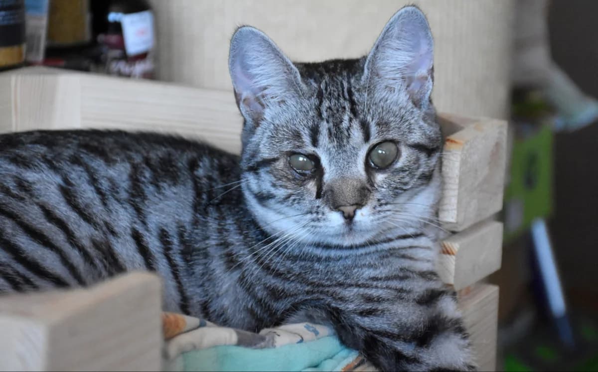 slabovidna Ema, female young Mixed Breed for adoption at Mačja hiša, Celje