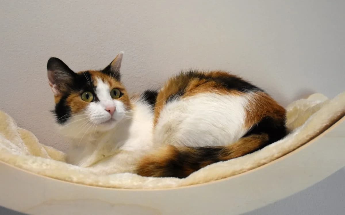 Mira, female young Mixed Breed for adoption at Mačja hiša, Celje