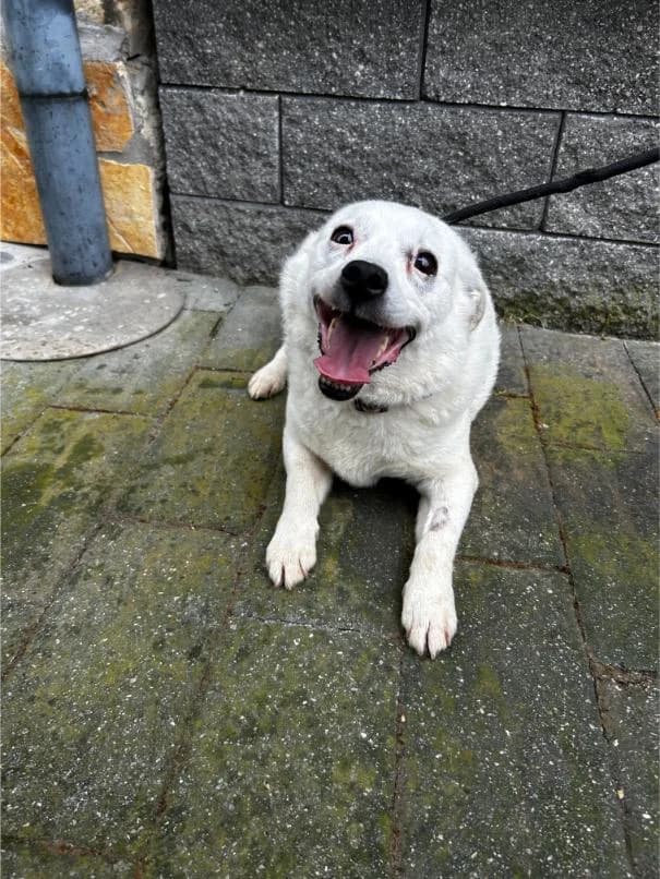 BIBA išče nov dom, female 5yo Mixed Breed for adoption at Meli Center Repče, Trebnje