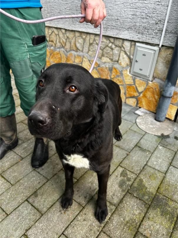 BIBA išče nov dom, female 4yo Mixed Breed for adoption at Meli Center Repče, Trebnje