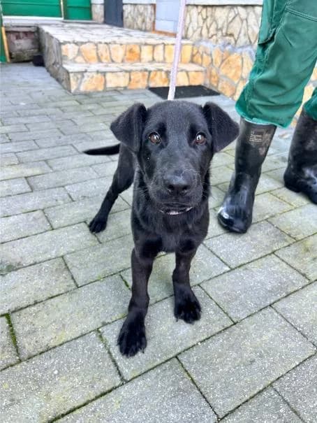 ČARLI išče nov dom, Mixed Breed for adoption at Meli Center Repče, Trebnje