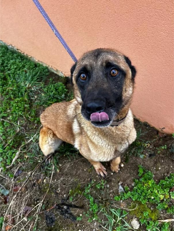 DEX išče nov dom, 6yo Mixed Breed for adoption at Meli Center Repče, Trebnje
