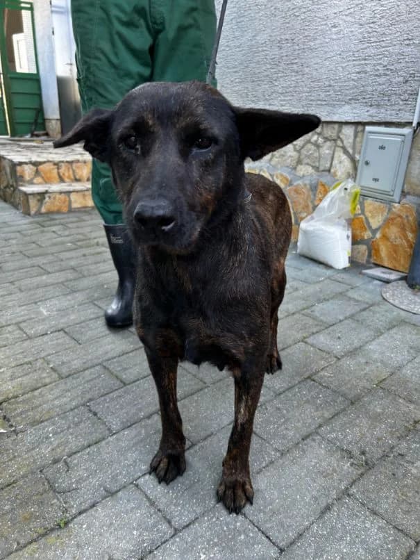 GAJA išče nov dom, female 3yo Mixed Breed for adoption at Meli Center Repče, Trebnje