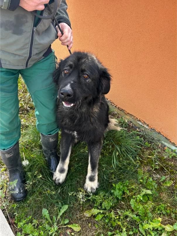 GRINGO išče nov dom, young Mixed Breed for adoption at Meli Center Repče, Trebnje