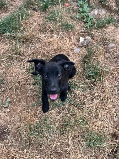 HANA, HINA in HINKO iščejo nove domove, Mixed Breed for adoption at Meli Center Repče, Trebnje