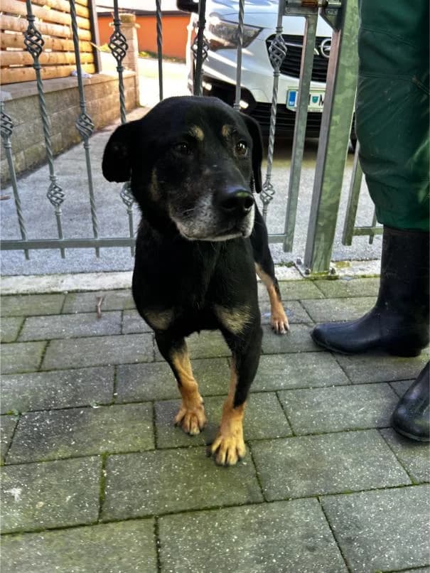 JOCKER išče nov dom, senior Mixed Breed for adoption at Meli Center Repče, Trebnje