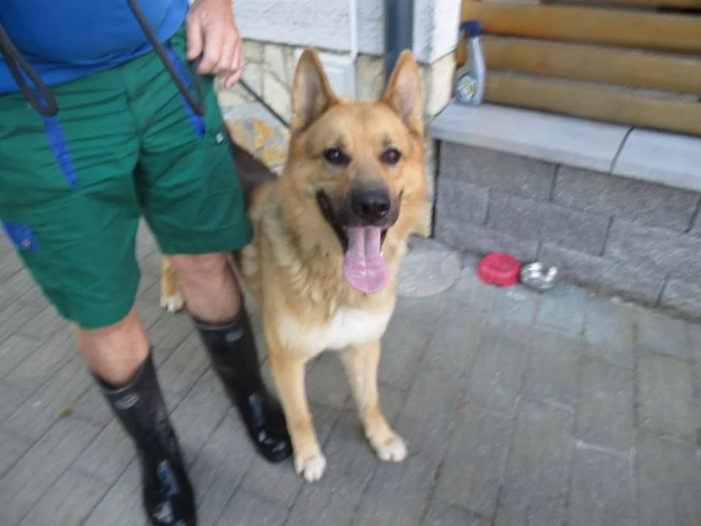 KAN išče nov dom, male 5yo Mixed Breed for adoption at Meli Center Repče, Trebnje