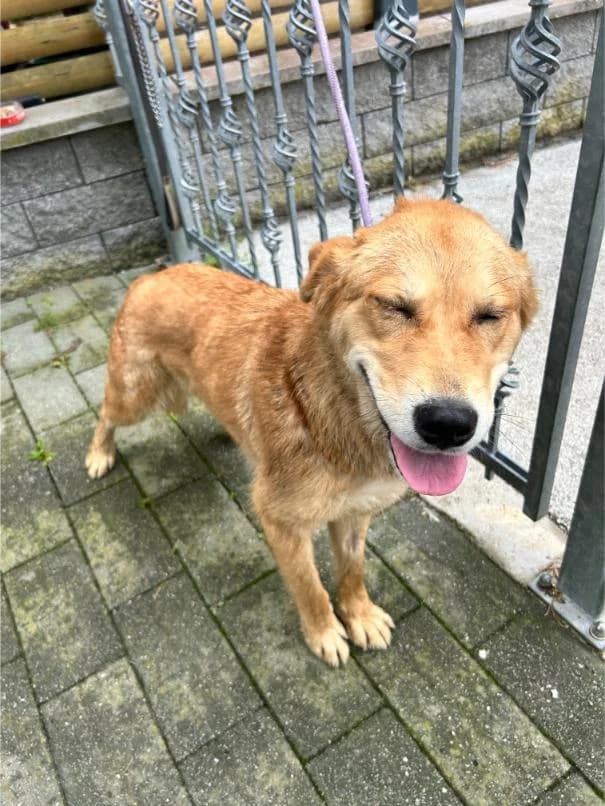 LINA išče nov dom, female Mixed Breed for adoption at Meli Center Repče, Trebnje