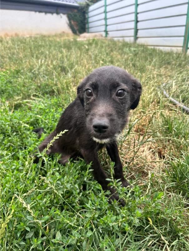 MAJK in MILE iščeta nove domove, Mixed Breed for adoption at Meli Center Repče, Trebnje